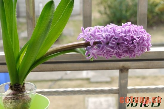 风信子关小黑屋