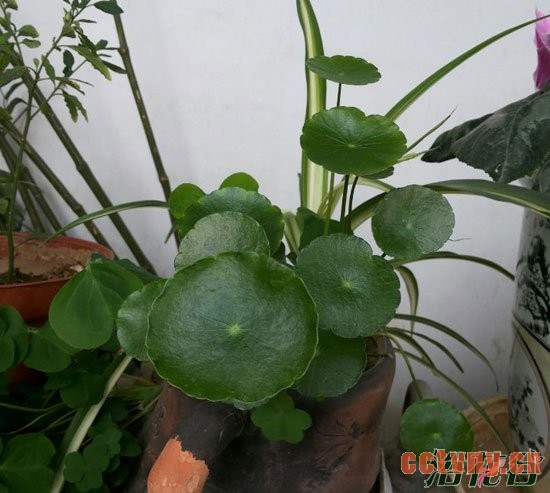 铜钱草冬天怎么养