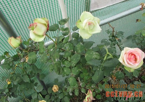 月季春化的一些见解