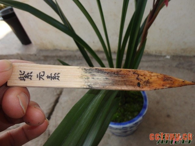 植物什么时候浇水