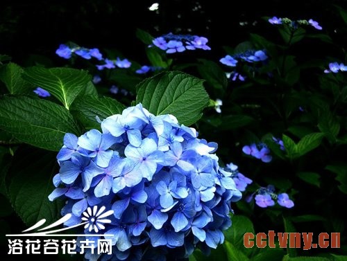 八仙花翻盆换土及修剪方法