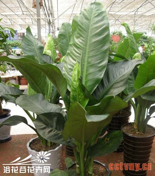 绿霸王的养殖方法