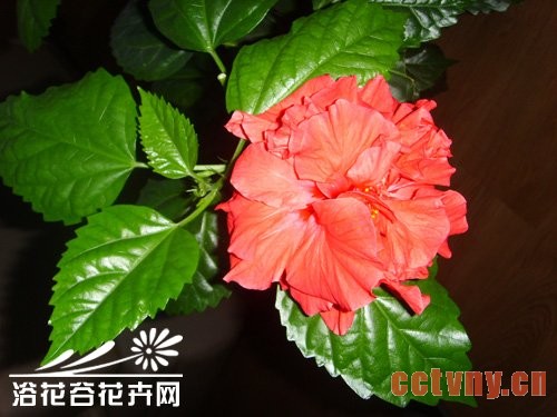 桑叶牡丹的养殖方法