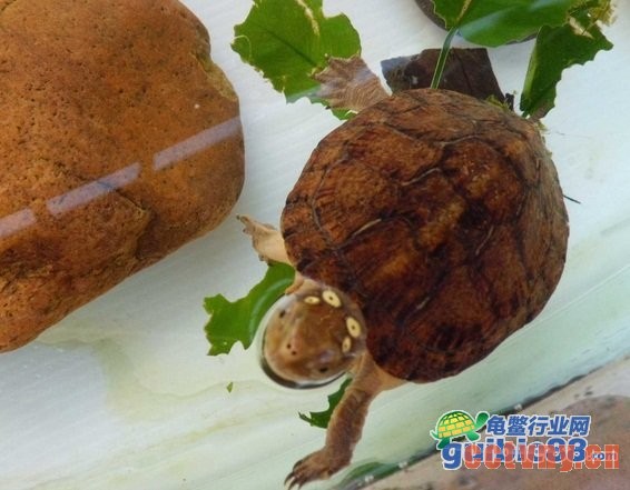 四眼斑水龟水质管理图