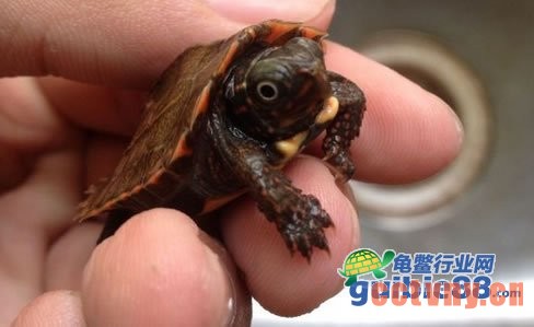 枫叶龟幼仔