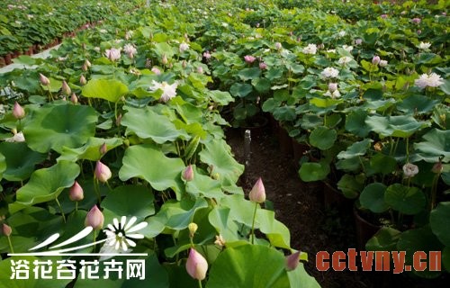 盆栽荷花如何施肥