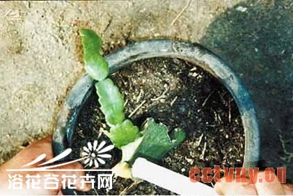 量天尺嫁接蟹爪兰方法