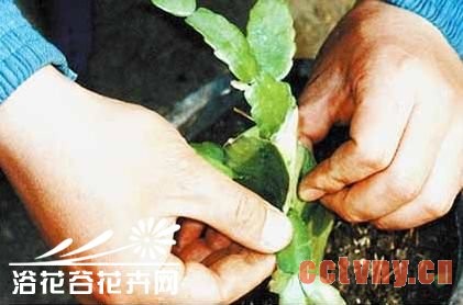 量天尺嫁接蟹爪兰方法