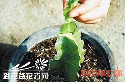 量天尺嫁接蟹爪兰方法