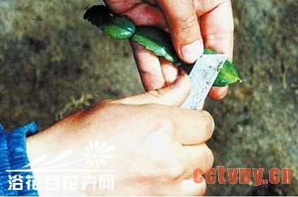 量天尺嫁接蟹爪兰方法