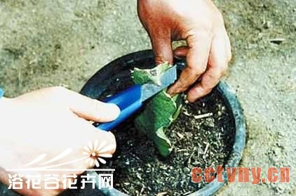 量天尺嫁接蟹爪兰方法