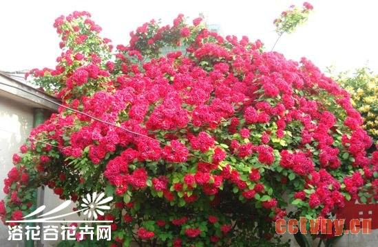 如何使月季多开花