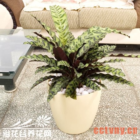 猫眼竹芋的养殖方法