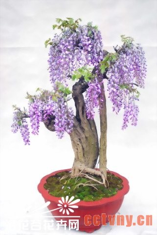 盆栽紫藤花繁色艳的窍门