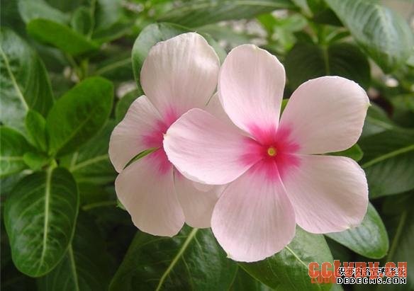 雁来红、日日新、日日春、山矾花、天天开、五瓣梅