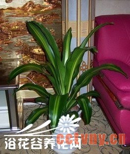 金心也门铁的养殖方法