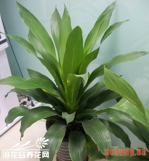 也门铁的养殖方法