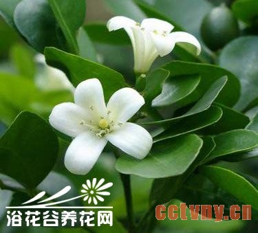 七里香的养殖方法