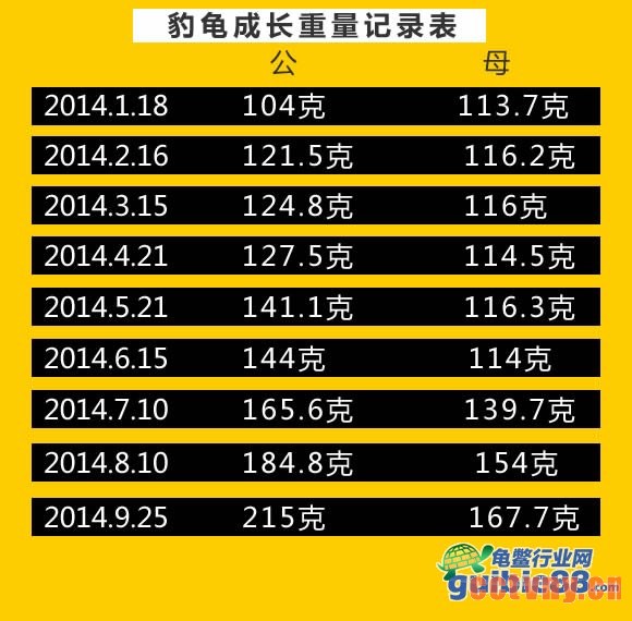 豹龟近一年成长重量记录表图