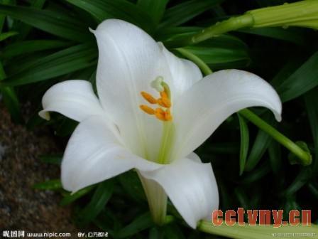 80后美女大学生创业，带30万斤百合勇闯上海滩