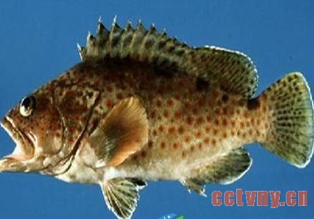 杨新次：石斑鱼托起致富梦