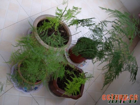 文竹喜阴还是喜阳
