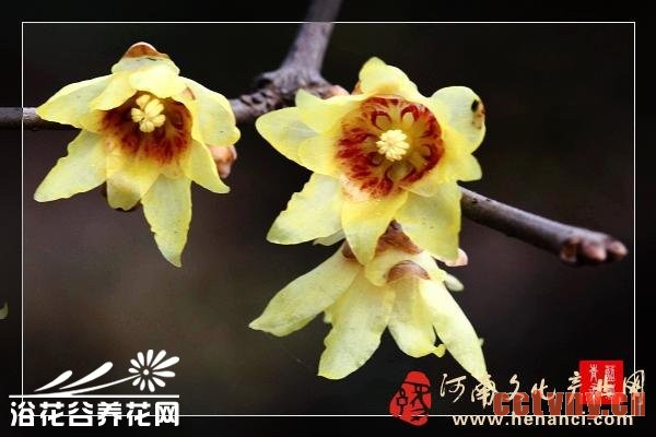 腊梅的常见品种