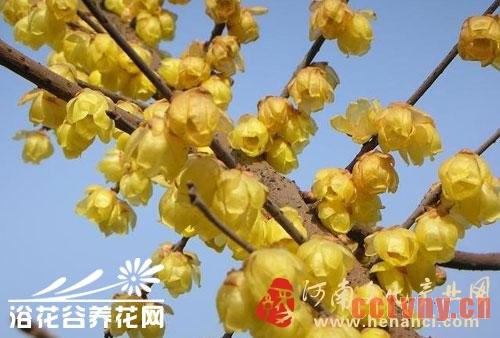 腊梅的常见品种