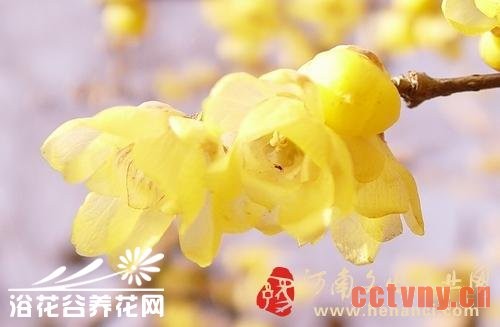 腊梅的常见品种