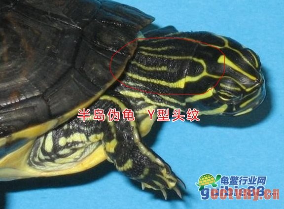 半岛伪龟的Y型头纹图