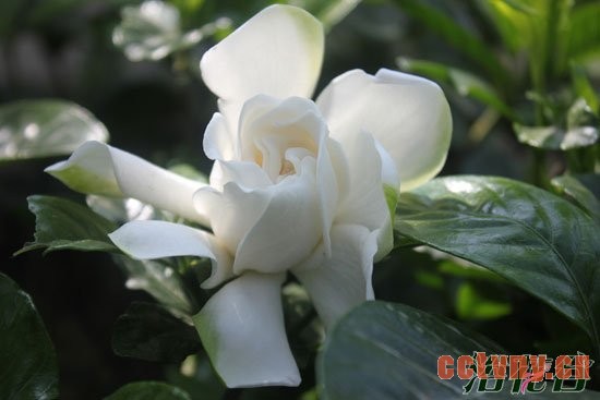 枙子花什么时候开花