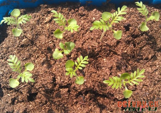 薰衣草的种子怎么种