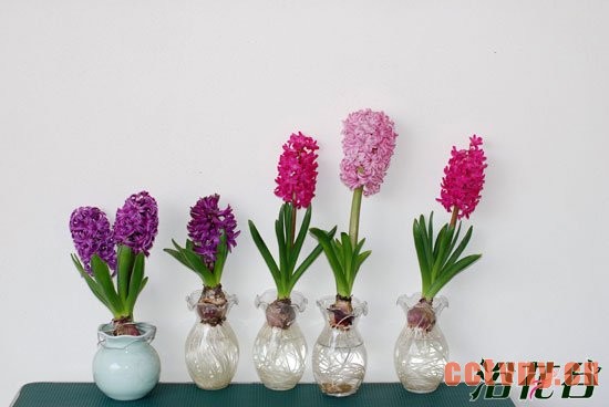 水培风信子花期过后怎么办