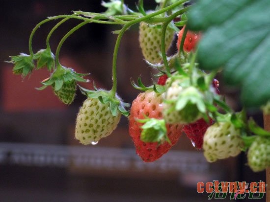 盆栽草莓施肥方法