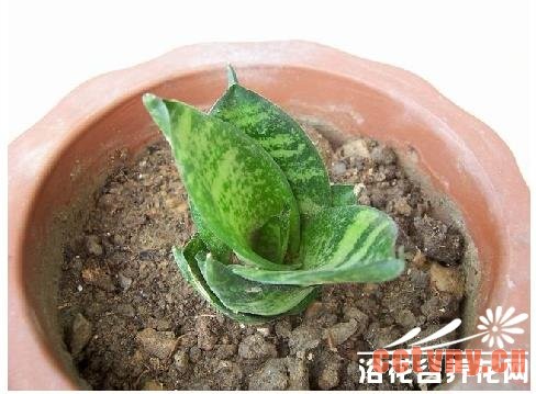 虎耳兰