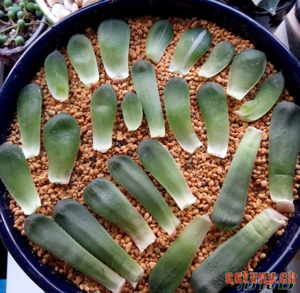 玉露叶插(图文教程)