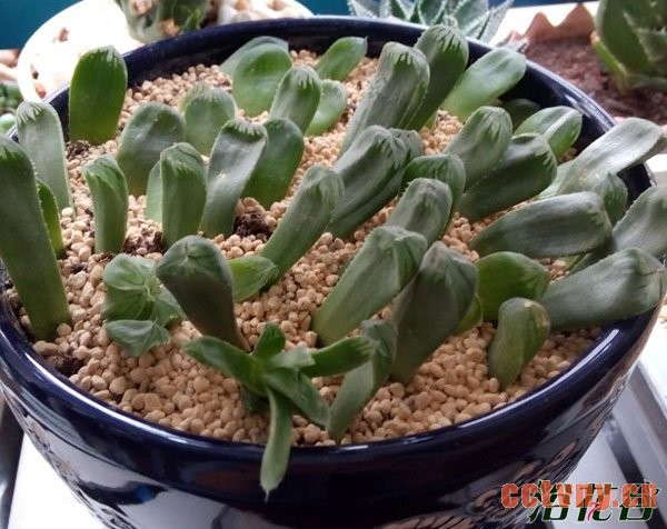 玉露叶插(图文教程)