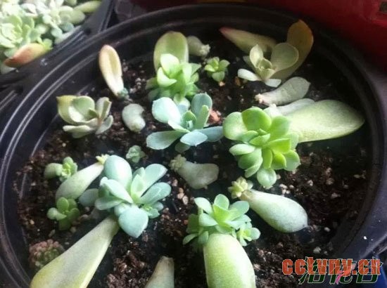 多肉植物叶片繁殖心得