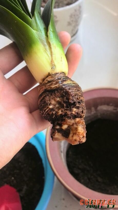 君子兰烂根怎么处理(图)