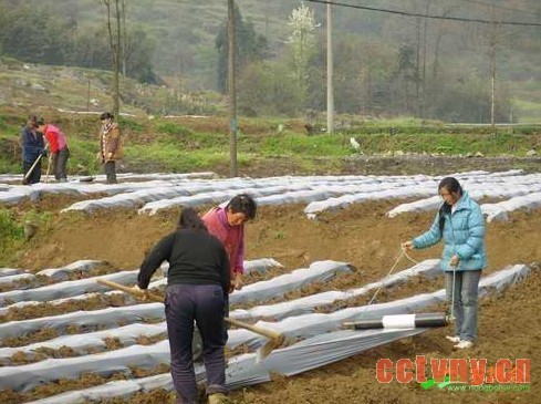 “双色膜”让烤烟种植技术再革新