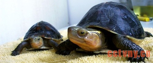 黄缘盒龟的繁殖习性