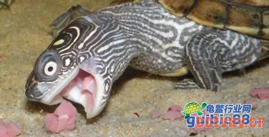 种龟（亲龟）产前及产后饲料配方