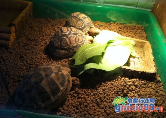豹龟吃蔬菜