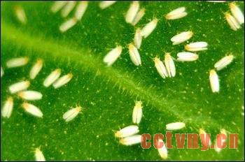白粉虱防治方法