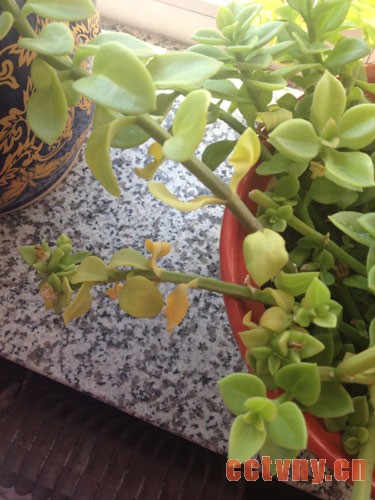 牡丹吊兰叶子发黄