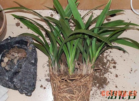 养花用什么土好