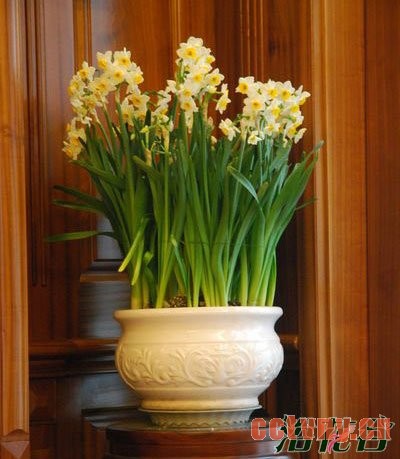 水仙花谢了怎么办