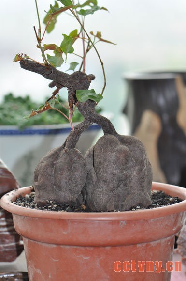 何首乌养殖方法