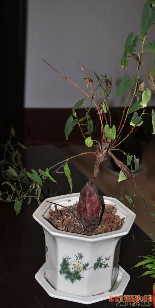 何首乌养殖方法