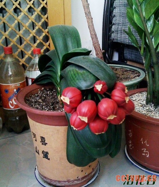 君子兰花后管理